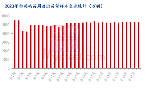 肉鸡各品种出苗量增减不一，苗价能否走向同步？ 第1张